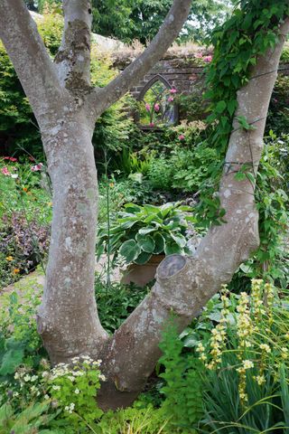 hostas and ferns planted by tree in a small garden