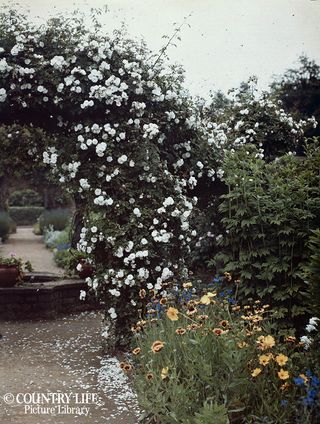 Gertrude Jekyll's garden at Munstead Wood - photographed in 1912 (©Country Life Picture Library)