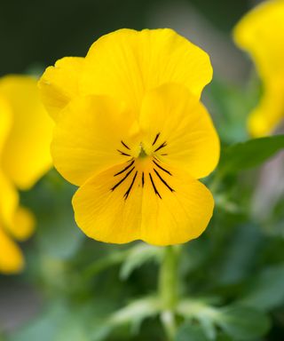 Viola cornuta ‘sorbet yellow’