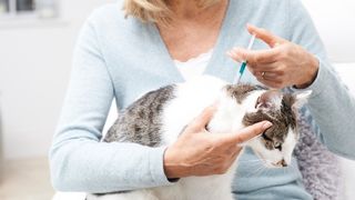 A women apply the safest flea treatment for cats