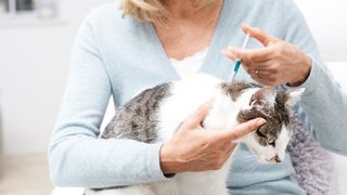 A women applies flea tratment