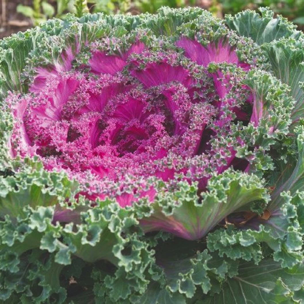 Red Kamome&amp;trade; Ornamental Kale