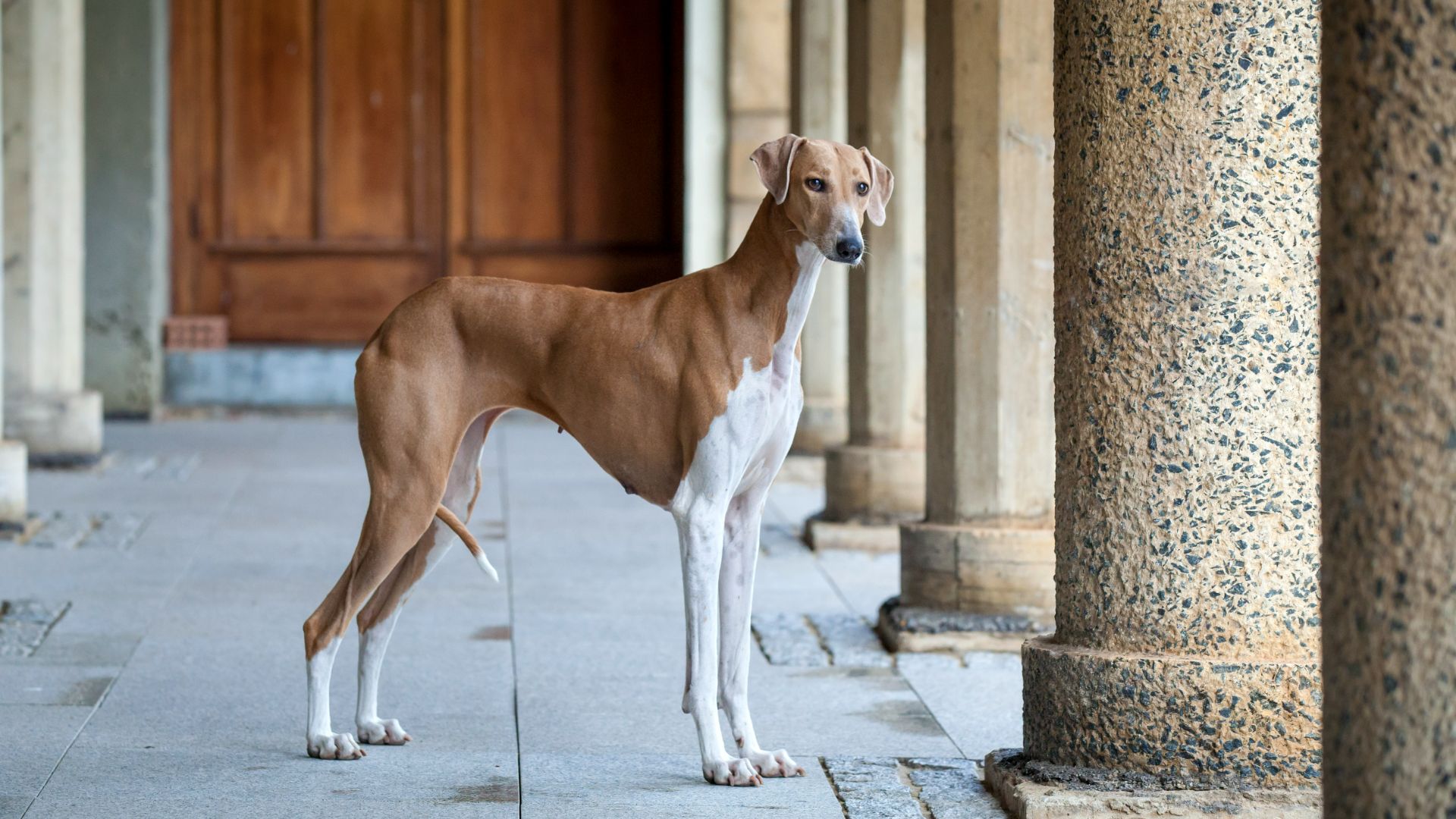 Azawakh dog standing in a walkway