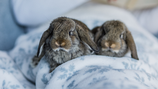 Two rabbits sitting on a fluffy blue blanket with snowflakes on it 