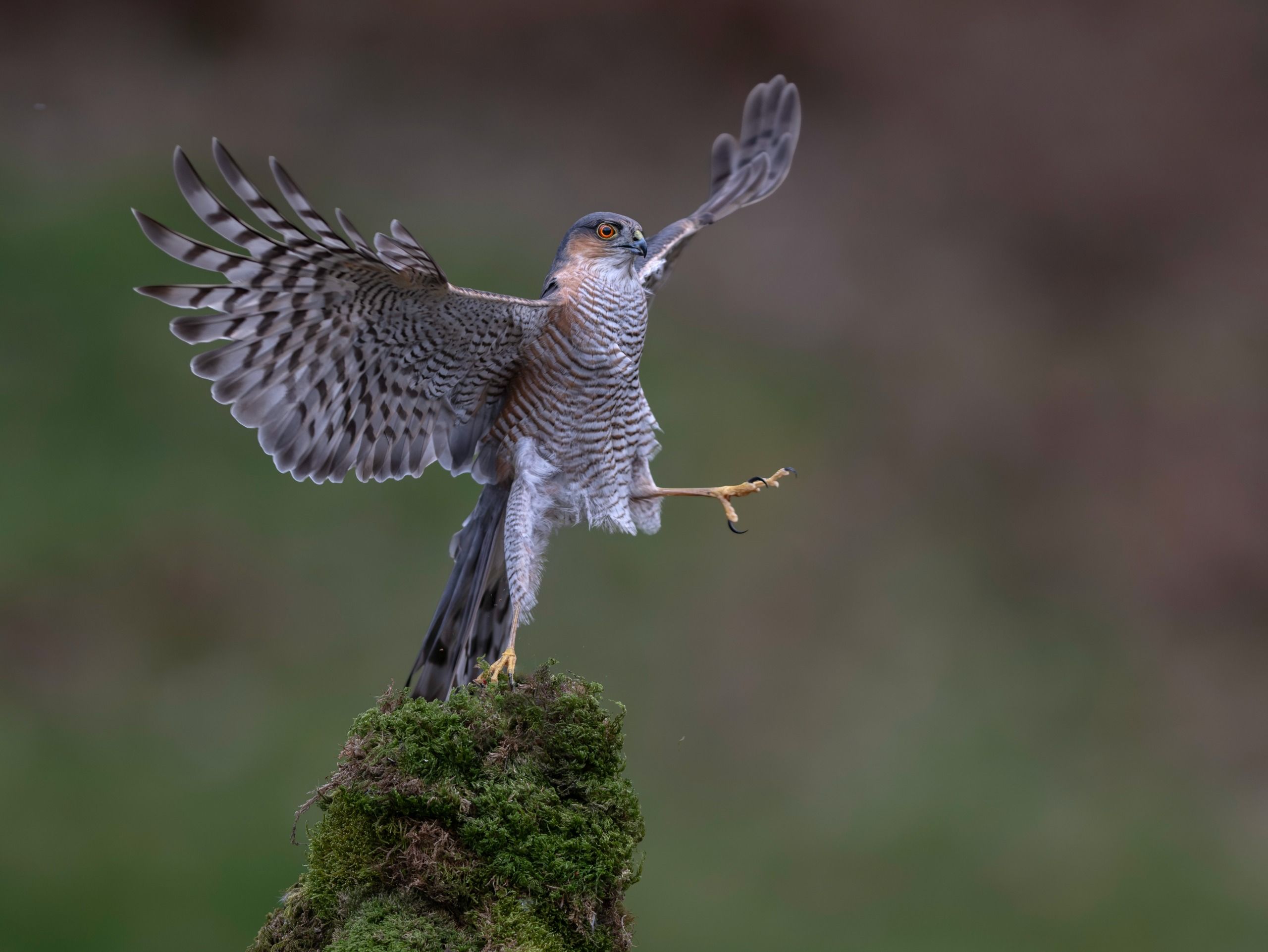 A sparrowhawk with one leg raised as if balancing.