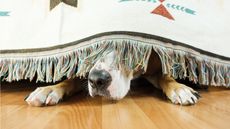 A dog hides under a bed, only his nose and front paws showing.