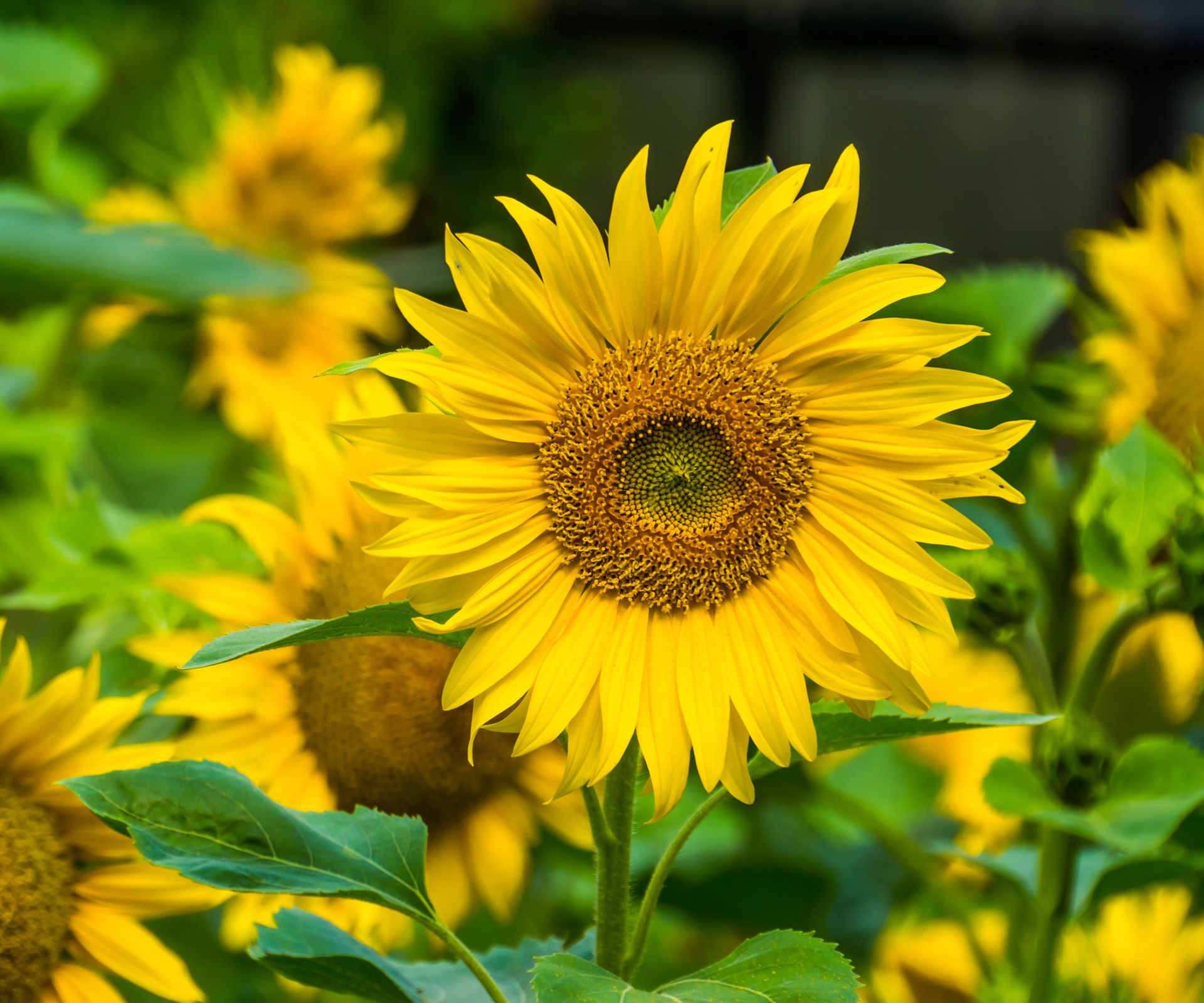 large yellow sunflower in garden