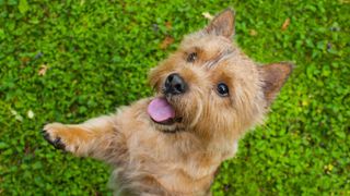 Norwich Terrier