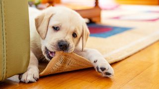 Puppy chewing rug