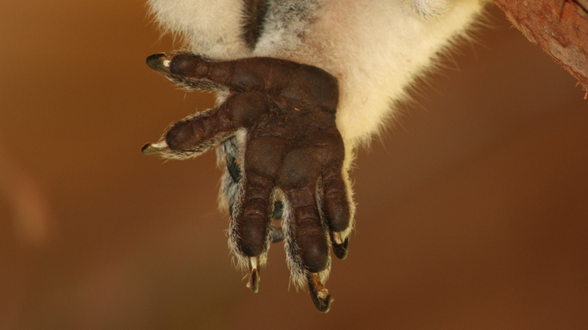 una fotografía de una pata de koala