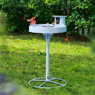 Birdfy Bath Pro, on a stand, in a back yard with birds landing on it