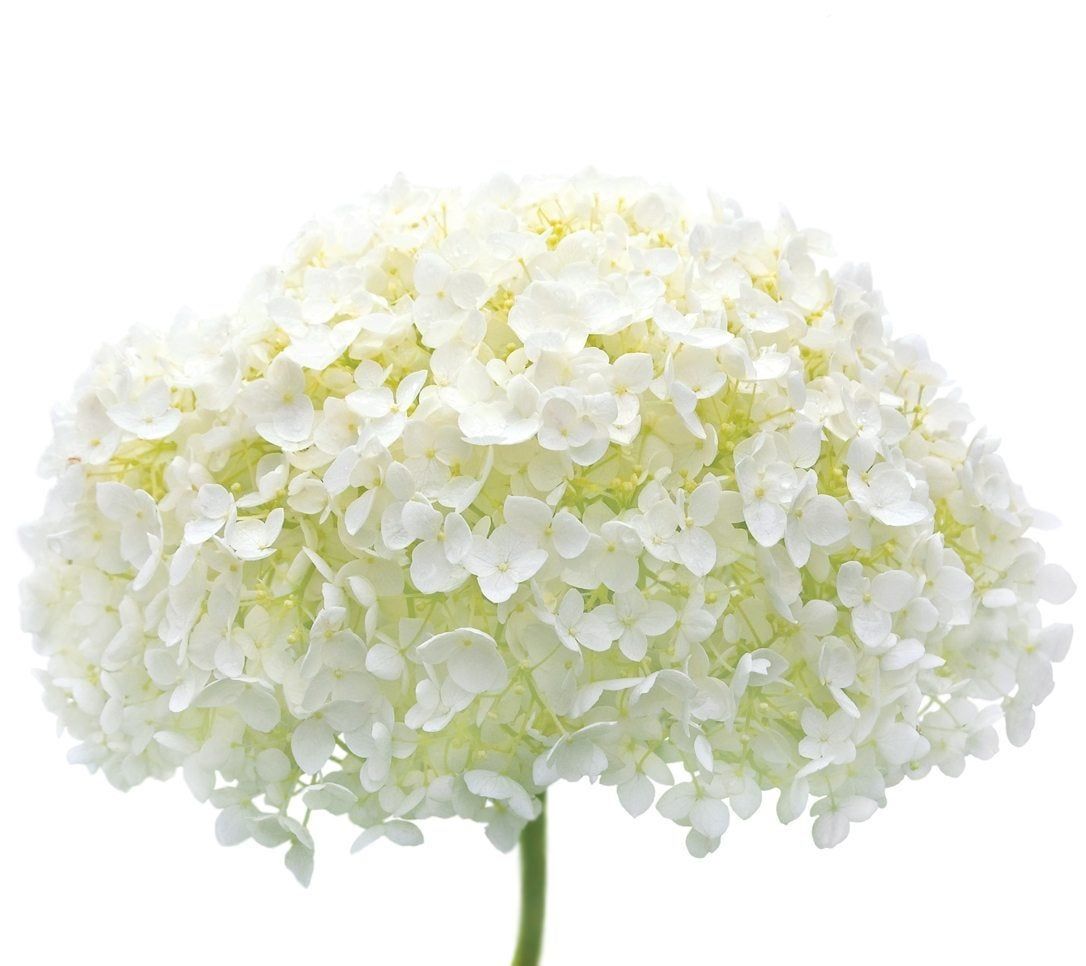 What Are Mophead Hydrangeas How To Grow A Mophead Hydrangea Bush