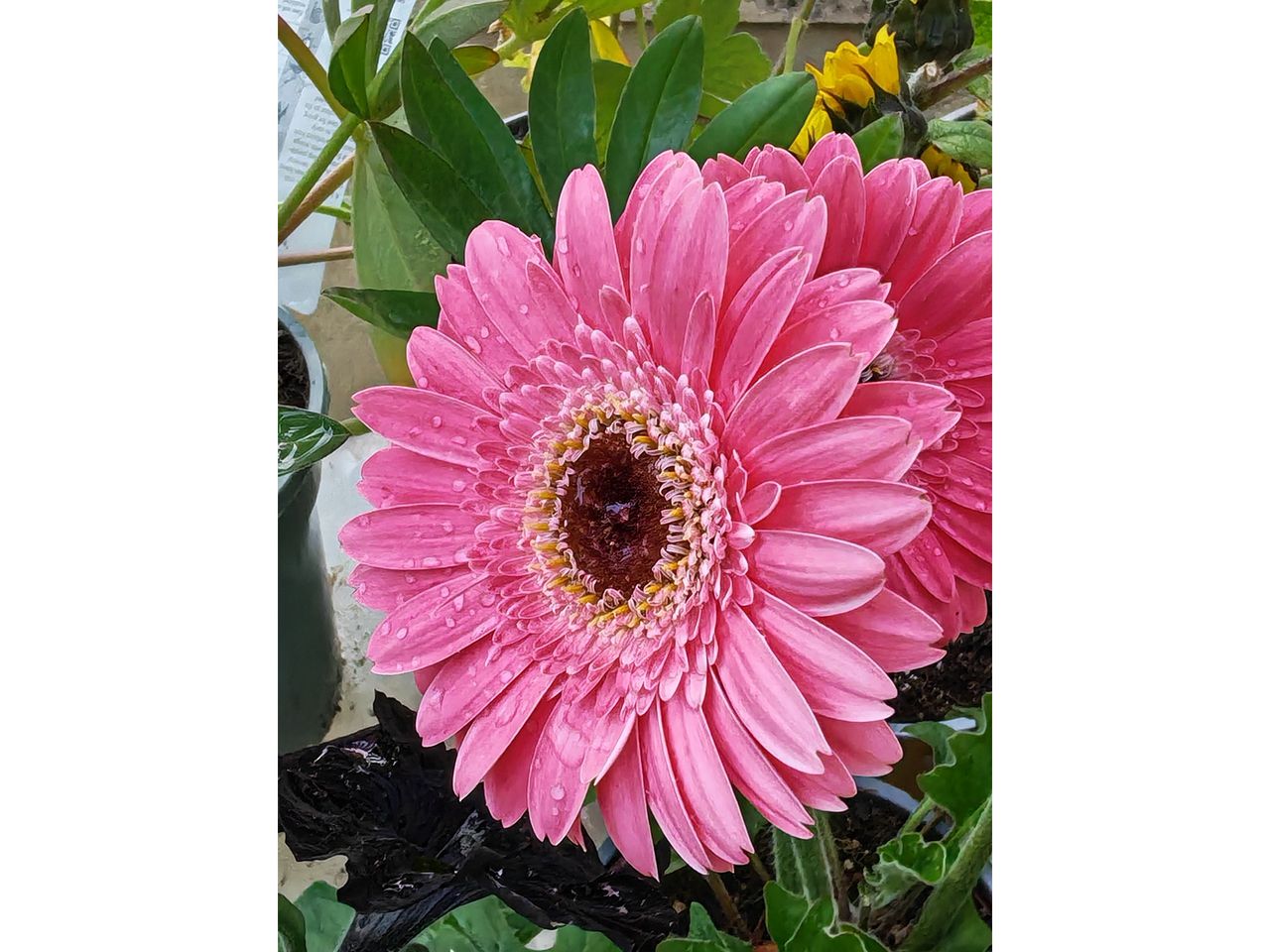 Water droplets on the pink petals of a Chinese aster.