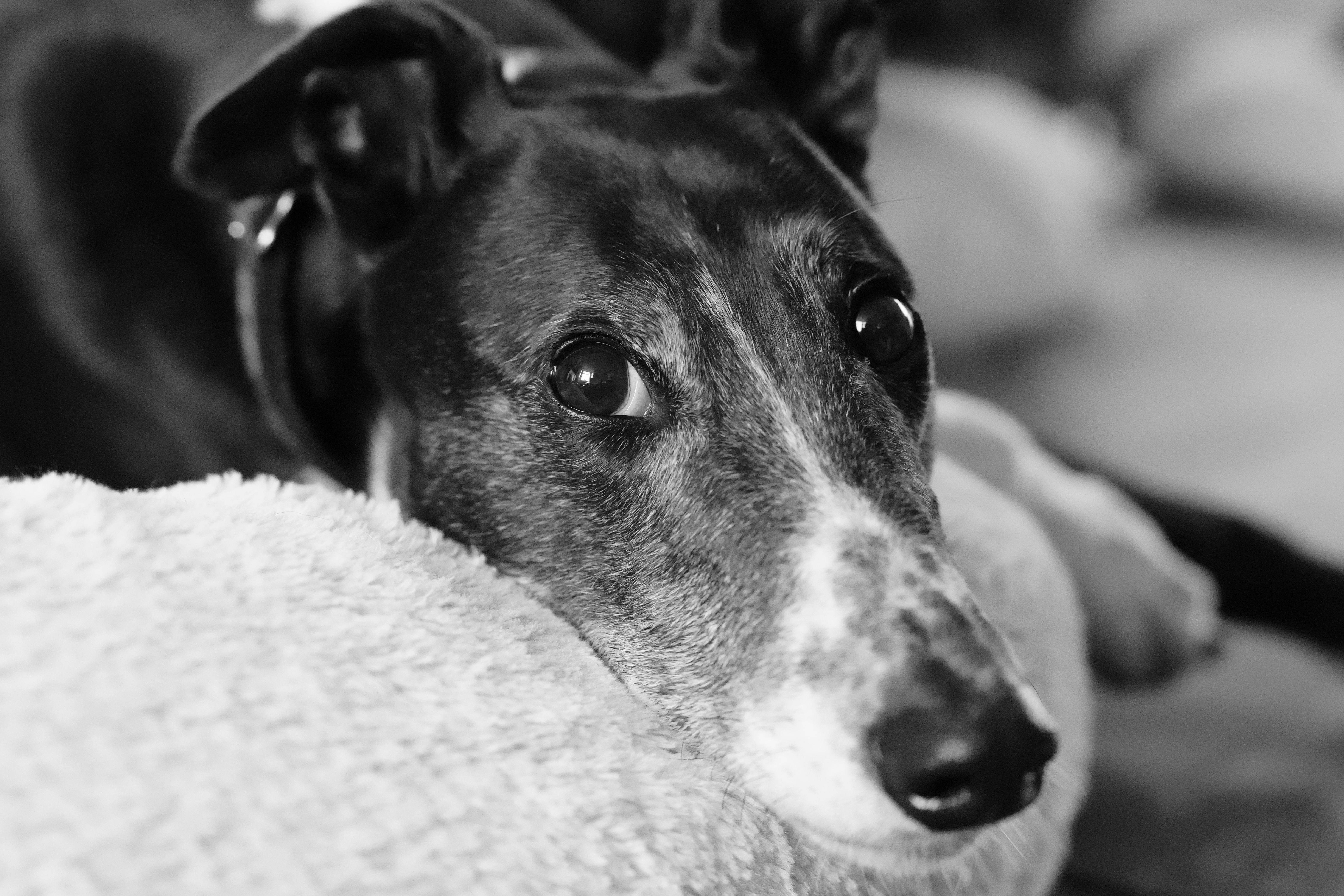 A black and white photo of a greyhound lying on a bed looking at the camera.