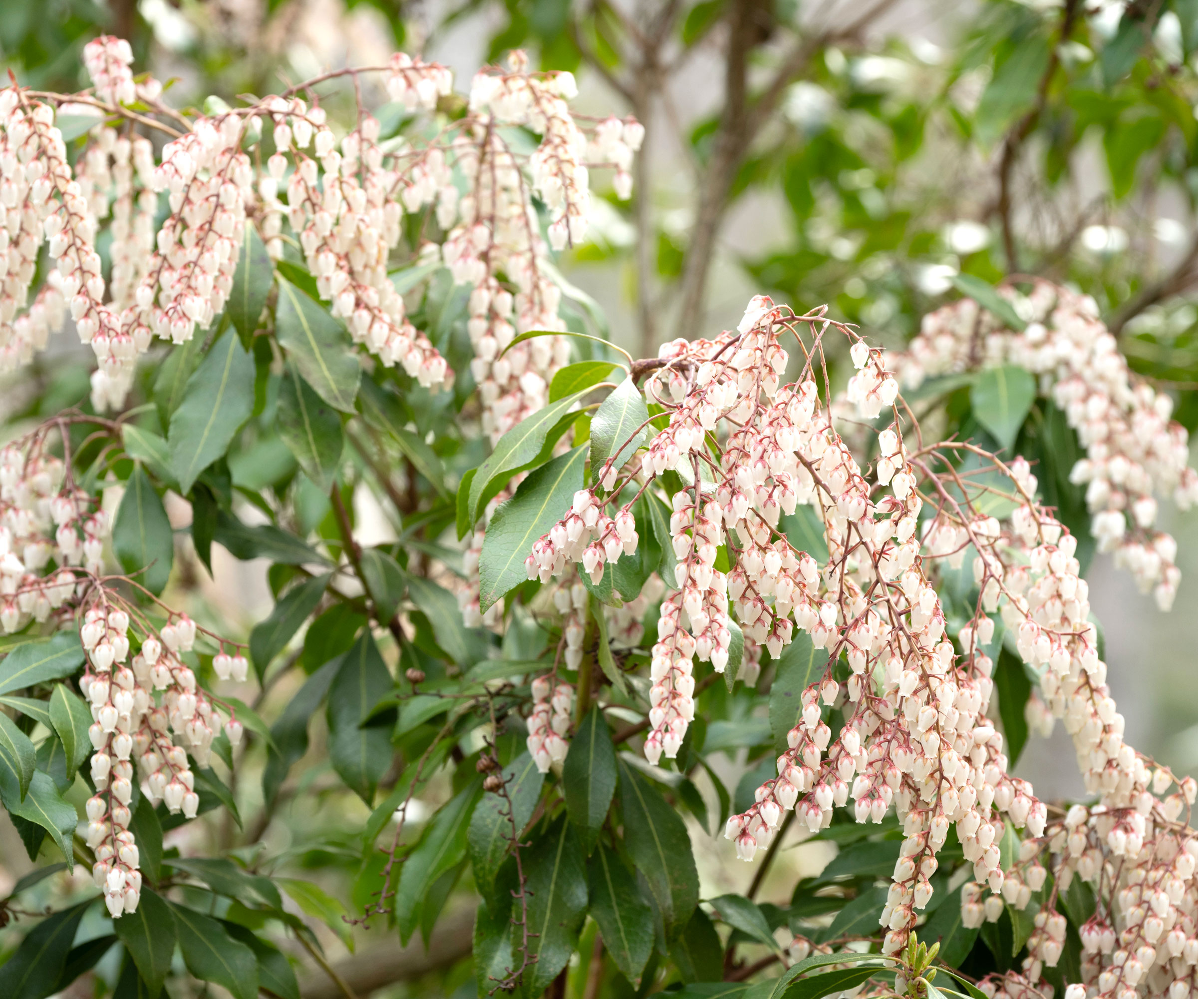 Japanese pieris shrub with white flowers