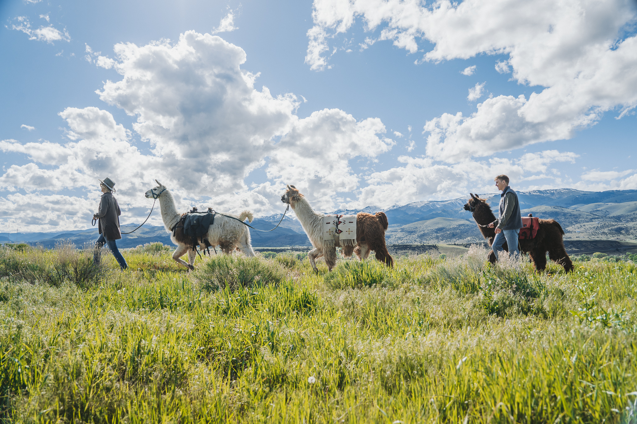 Llamas walking in a field with two people