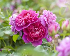 Pink Princess Ann roses