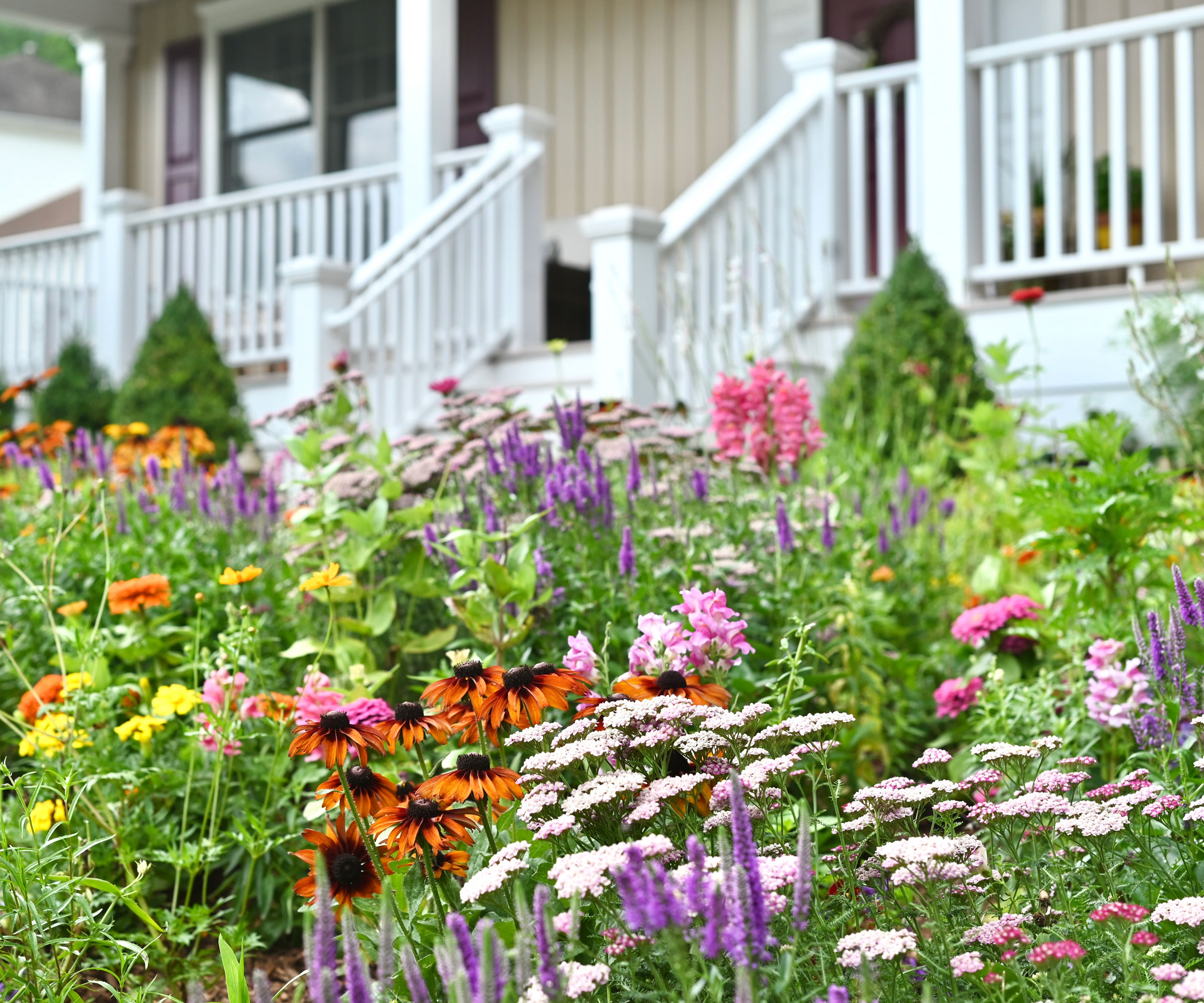 mosaic planting in flowerbeds with helenium, salvia, achillea and evergreen topiary, with porch and house in the background