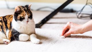 Cat with guilty look watching woman clean pee off carpet