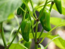 Jalapeno peppers growing on a plant