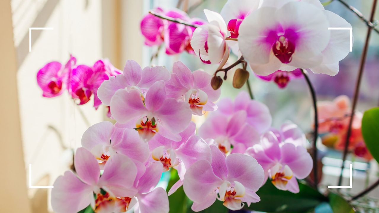 picture of pink and white orchids 