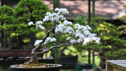 Bonsai tree in blossom