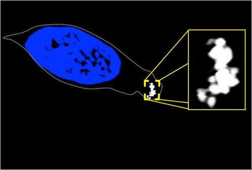 tiny magnetic compasses found in rainbow trout noses.