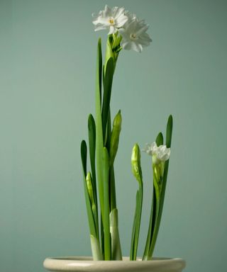 Paperwhite/Narcissus