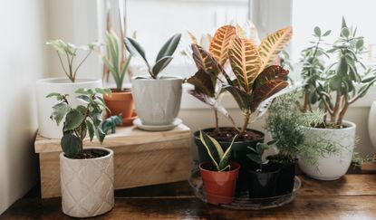plants in various pots