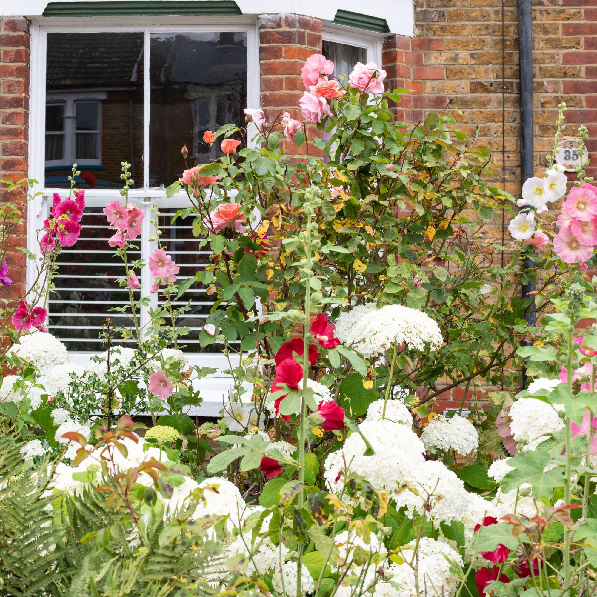 front garden with hydrangeas and roses