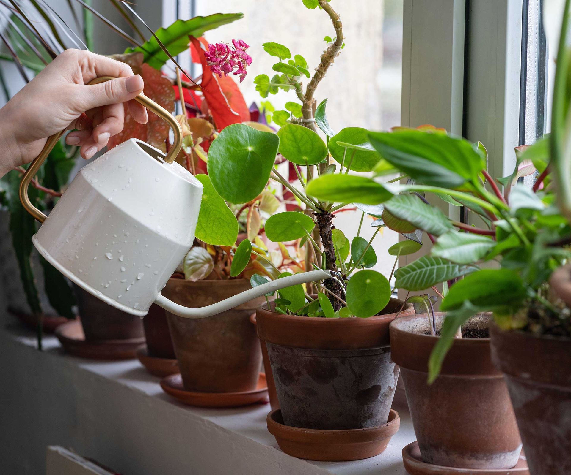 watering houseplants