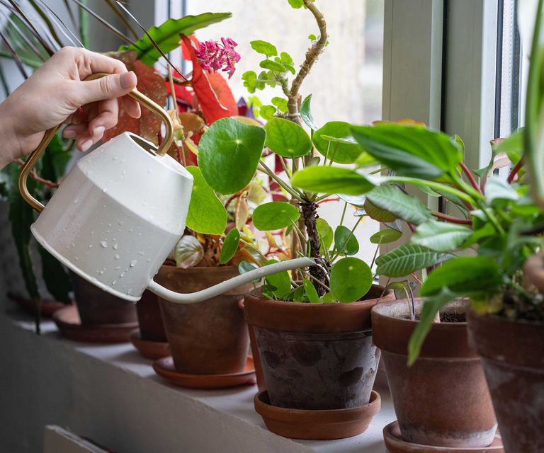 How often should you water indoor plants? The experts reveal | Homes ...