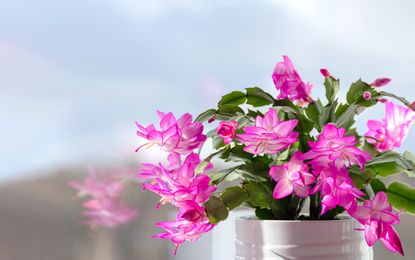 Close up of a Christmas cactus with pink blooms on a windowsill