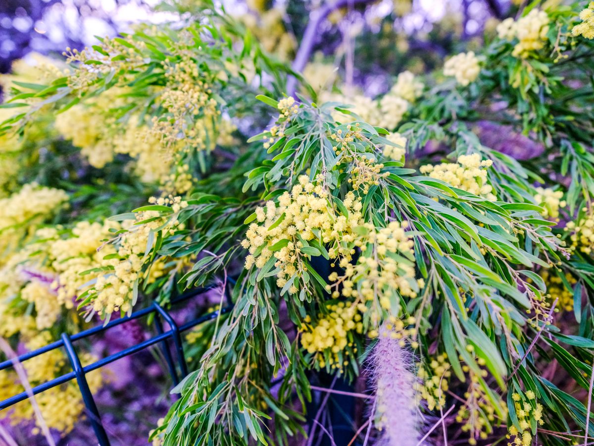 GFX50S II test shots &ndash; yellow wattle blossoms