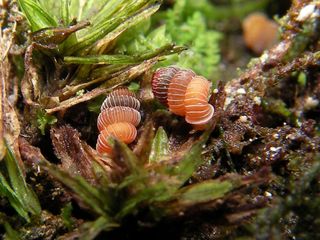 malaysian snails