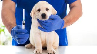 puppy shots: A guide to vaccinating your puppy
