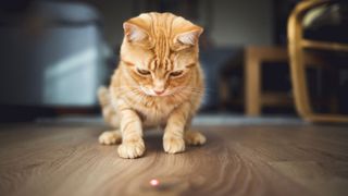 Ginger cat chasing laser