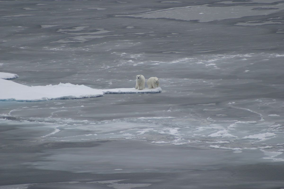 Polar bears along sea ice in the Arctic Ocean on Sept. 1, 2008.