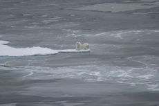 Polar bears along sea ice in the Arctic Ocean on Sept. 1, 2008.