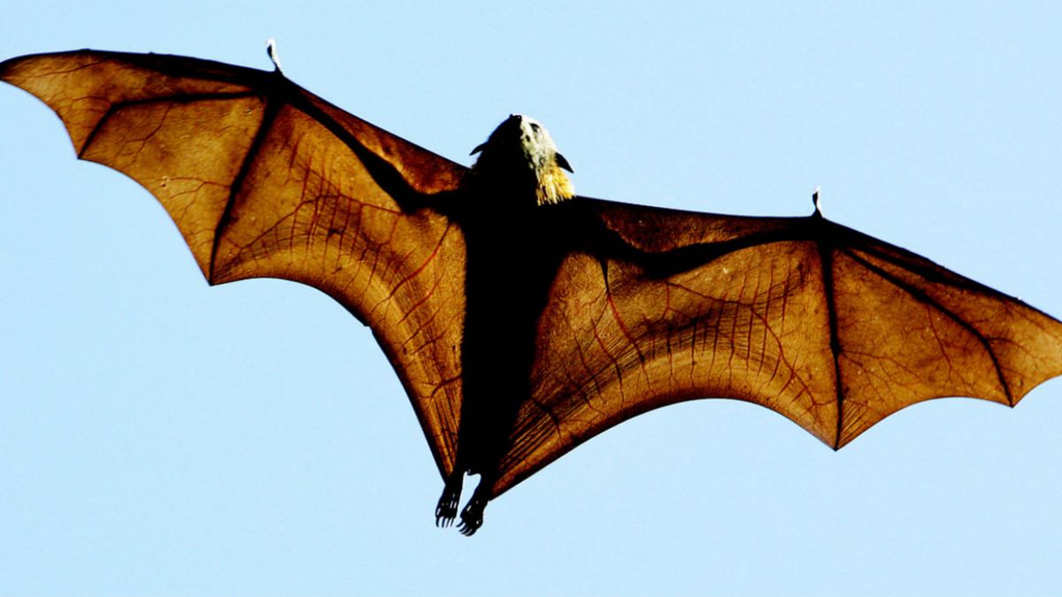 Australian Heatwave: Bats Falling Out Of Trees As Temperatures Near 50C ...