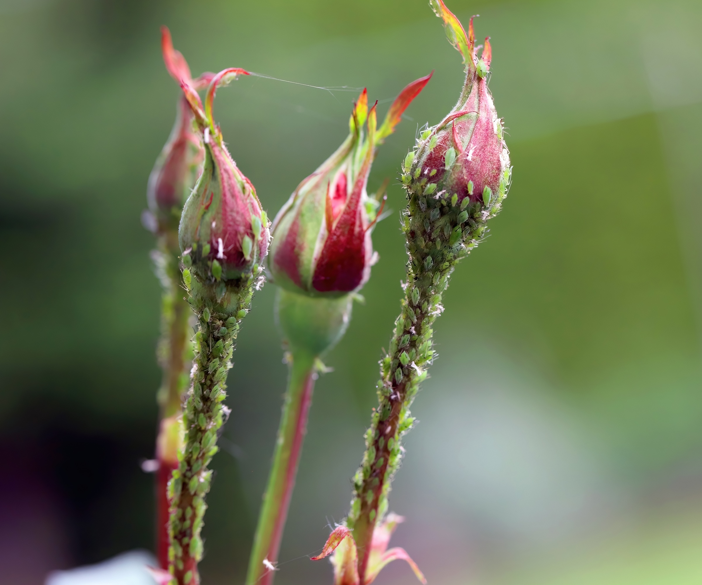 Roses, aphids, pest control