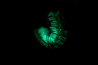 Bioluminescent warning coloration of the millipede Motyxia tiemanni from California (animal photographed entirely with light from bioluminescence)
