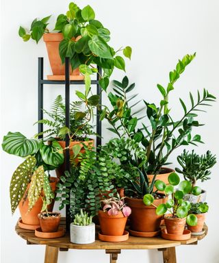 Terracotta indoor planters