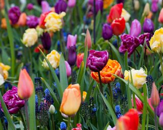 colorful tulips and muscari