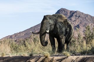 We missed the elephants, but the group before us AND the group after saw them. Here's one of their pictures instead.