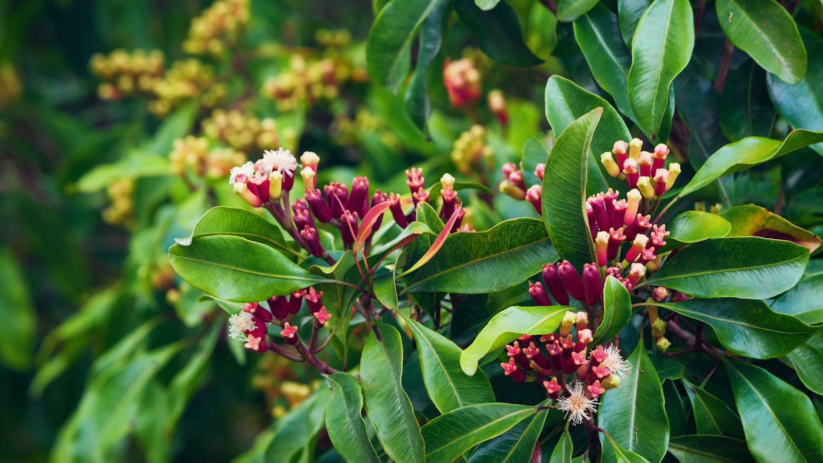 Clove tree, or Syzygium aromaticum, with reddish-pink flower buds and evergreen, waxy leaves