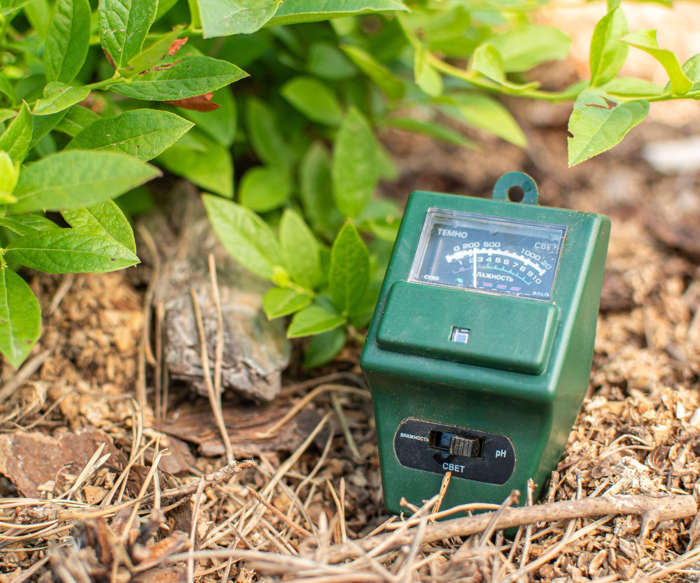 soil moisture meter sitting on mulch near shrub