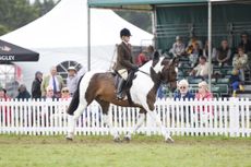 Successful maxi cob Colour Index has been put down age 12