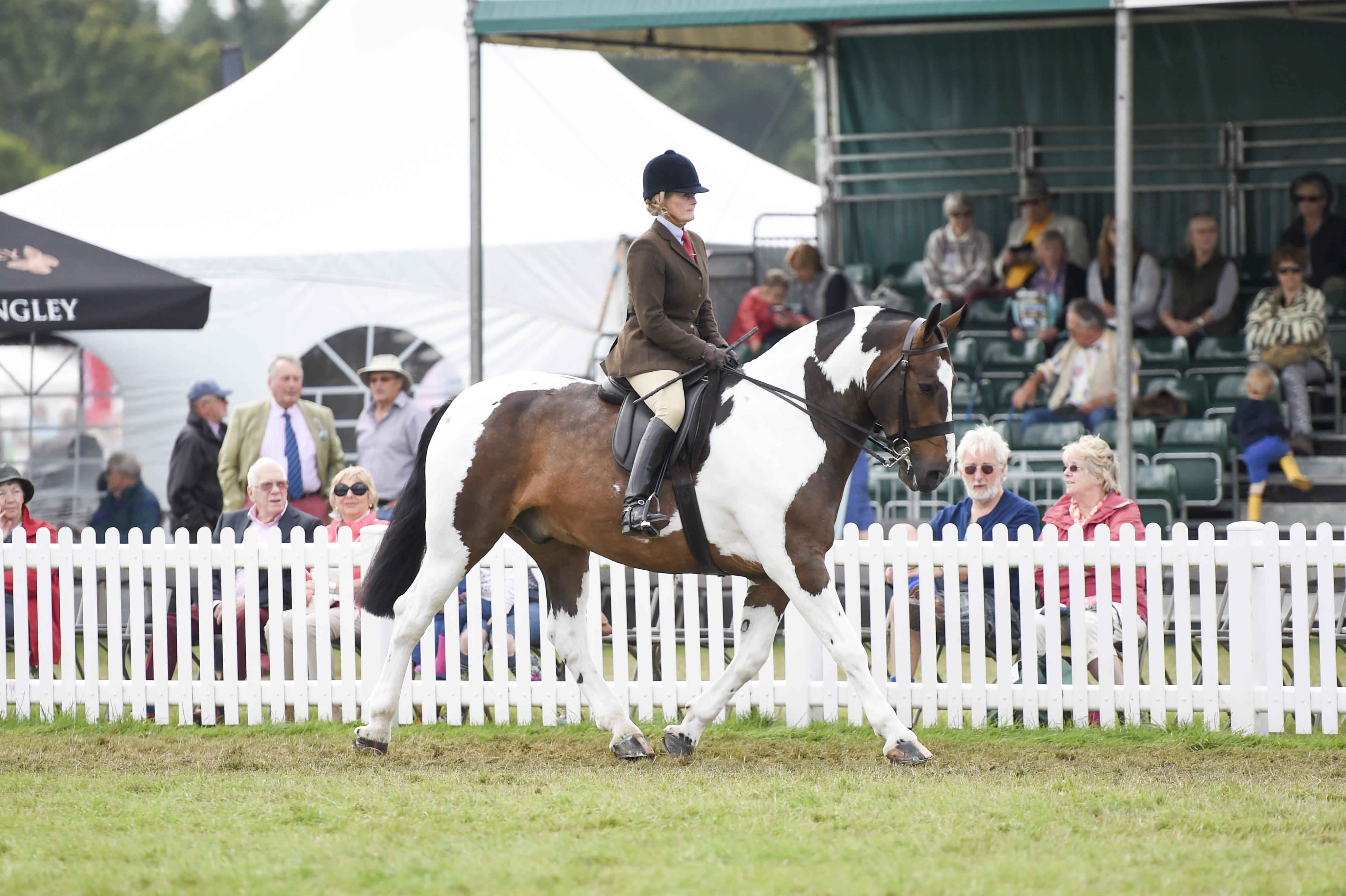 Successful maxi cob Colour Index has been put down age 12