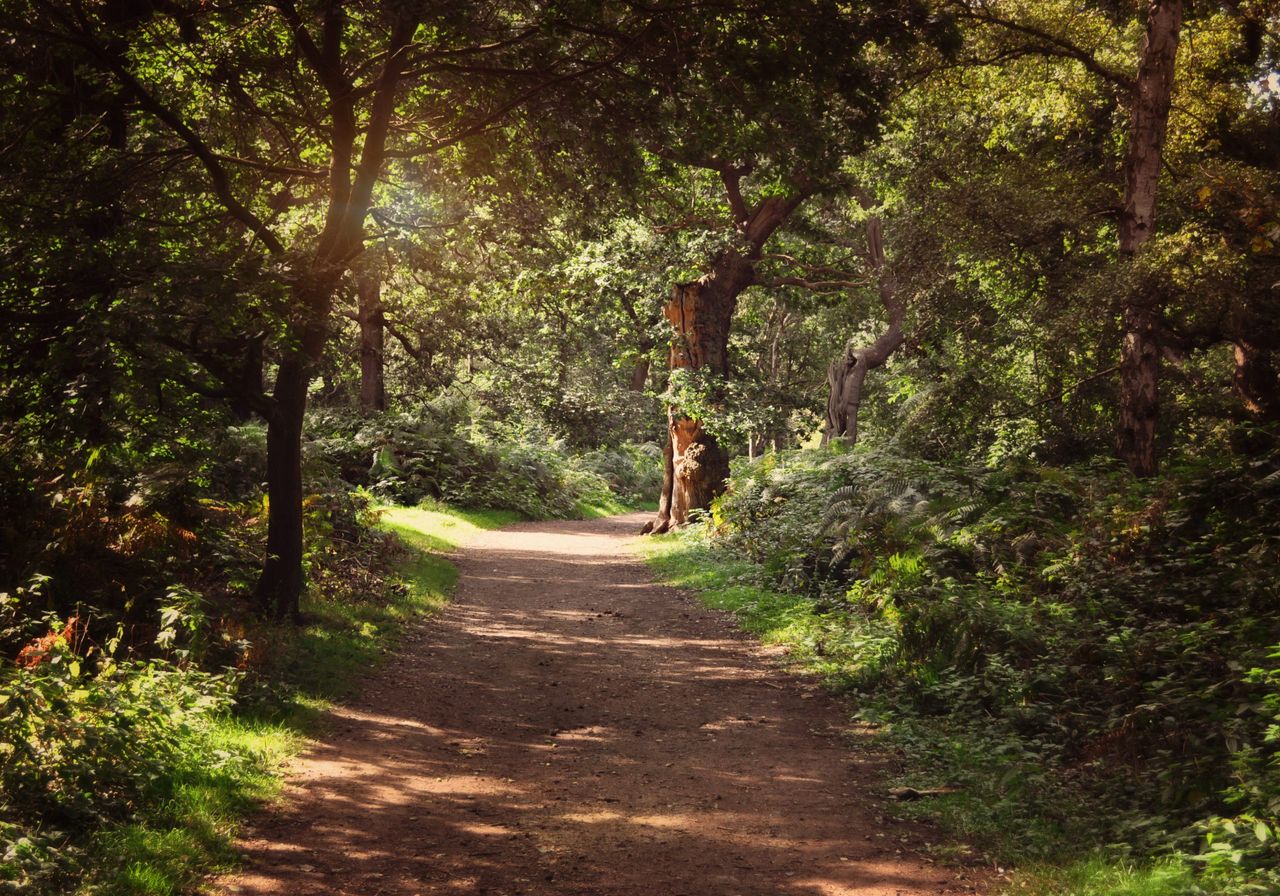 Dapples sunlight falls onto one of the many paths running through Sherwood Forest.